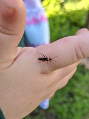 Pseudoxenetus regalis