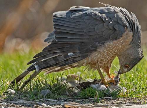 Cooper's Hawk photographed in Minnesota