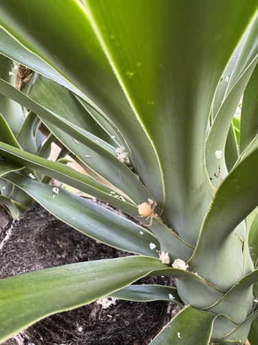 Trapezoid Crab Spider