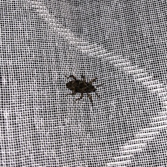 Mechistocerus
