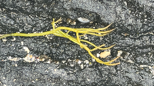 Ahnfeltiopsis observed 2026-05-28