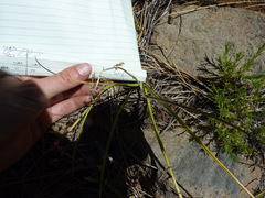 Toxicoscordion paniculatum