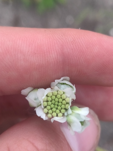 Hymenopappus scabiosaeus, photograph 3