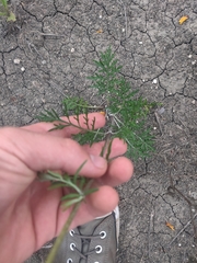 Hymenopappus scabiosaeus, photograph author not stated, no rights reserved