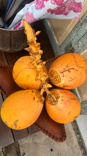 coconut palm