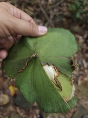 Anthodon panamensis (Anthodon panamensis)