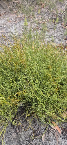 Conospermum capitatum (Conospermum capitatum)