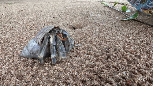 Tawny Hermit Crab
