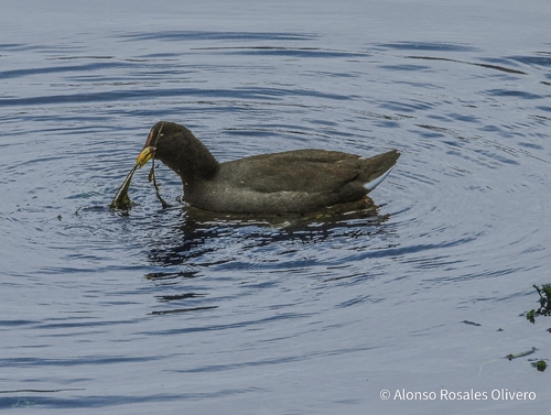 Red-fronted Coot
