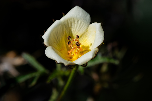desert rosemallow
