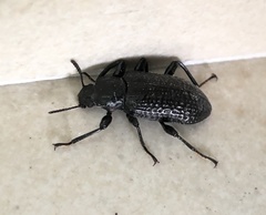 Derosphaerus sinensis