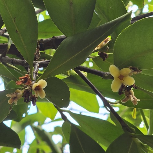 Garcinia oblongifolia observed 2026-05-28
