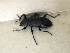 Derosphaerus sinensis