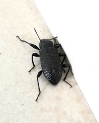Derosphaerus sinensis