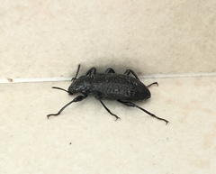 Derosphaerus sinensis