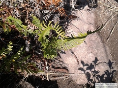 Blechnum australe