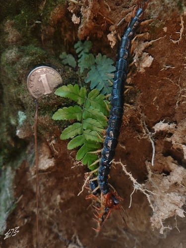 Chinese Red-headed Centipede