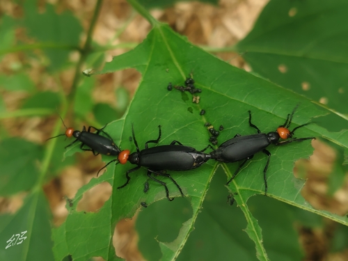 Epicauta hirticornis