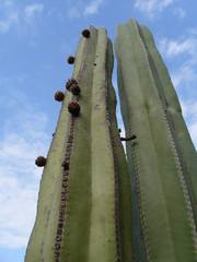 Lophocereus marginatus