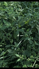 Solanum
