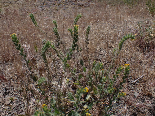 Amsinckia tessellata observed 2026-05-23