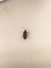 Arocatus melanocephalus