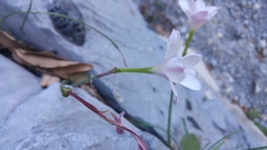 Zephyranthes lindleyana