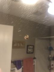 Arocatus melanocephalus