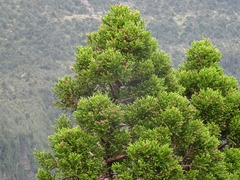 Athrotaxis selaginoides