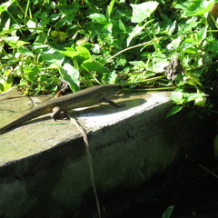 Eutropis multifasciata