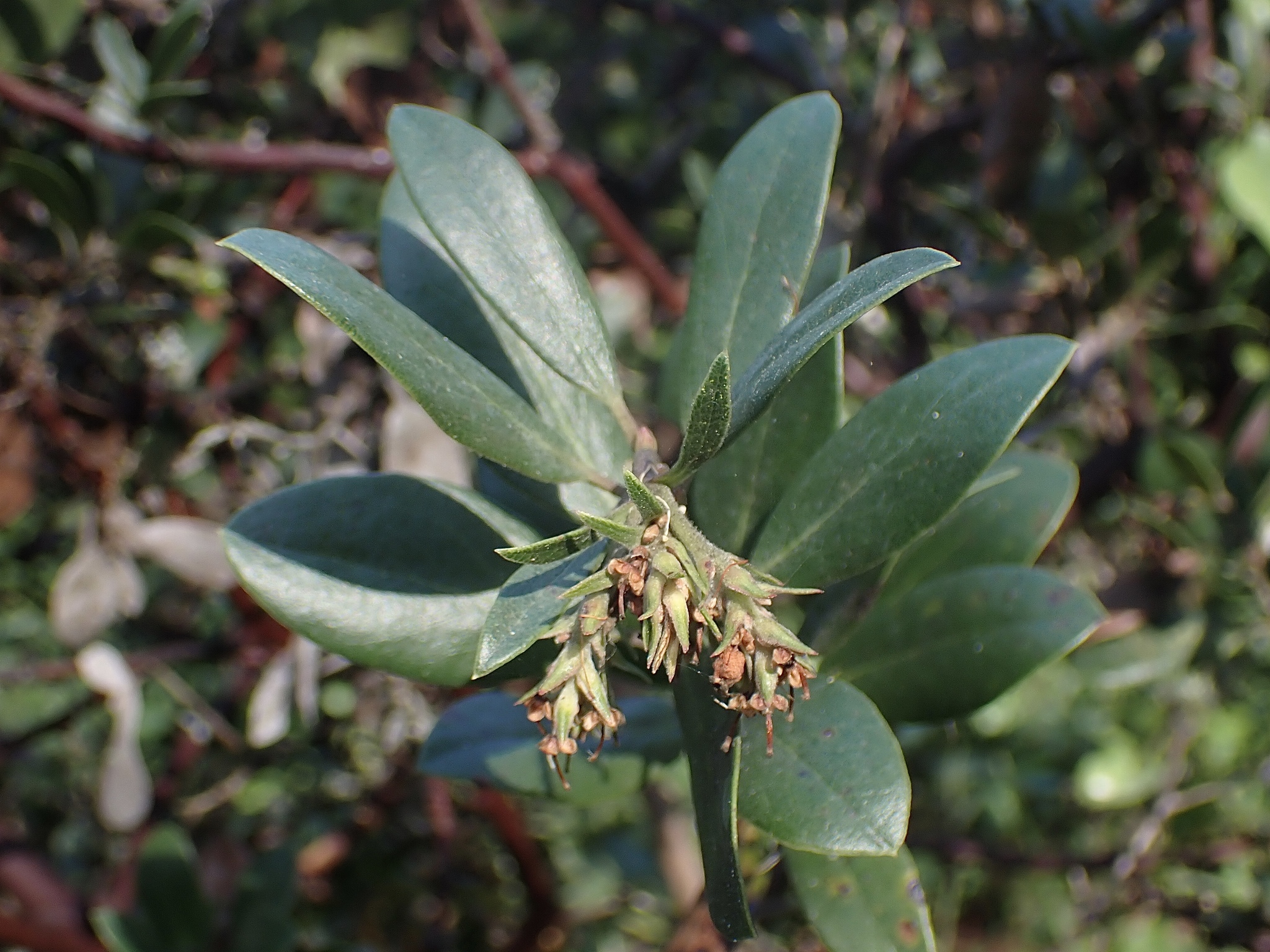 Arctostaphylos crustacea ssp. rosei