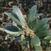 Rose's Manzanita - Photo (c) Morgan Stickrod, some rights reserved (CC BY-NC), uploaded by Morgan Stickrod