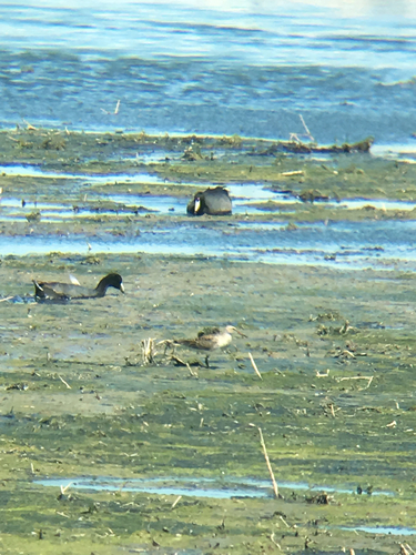 Calidris melanotos