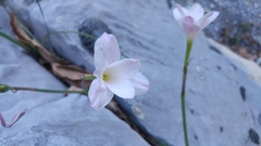 Zephyranthes lindleyana