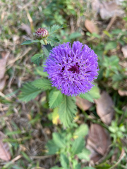 Centratherum punctatum