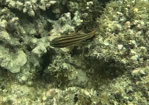 Ostorhinchus novemfasciatus observed 2026-05-18