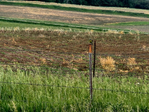 Dickcissel