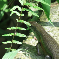 Eutropis multifasciata