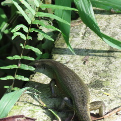 Eutropis multifasciata