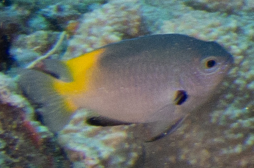 Pomacentrus nigromanus observed 2026-05-18