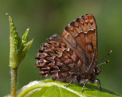 Callophrys eryphon