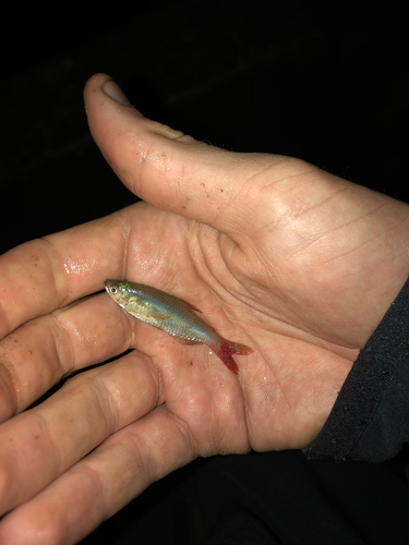 Lesser bloodfin tetra (Aphyocharax pusillus) — Characidae — 3
