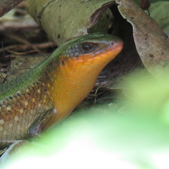 Eutropis multifasciata