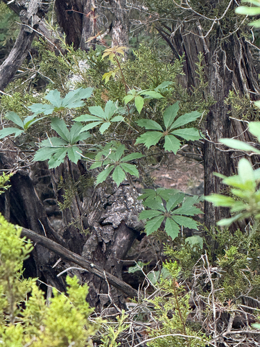 Parthenocissus heptaphylla, photograph 3