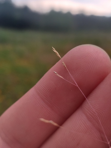 Agrostis hyemalis