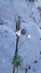 Zephyranthes lindleyana