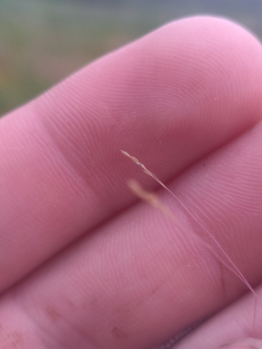 Agrostis hyemalis, photograph 2