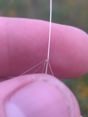 Agrostis hyemalis, photograph author not stated, no rights reserved