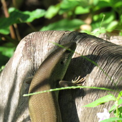 Eutropis multifasciata