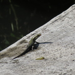 Eutropis multifasciata